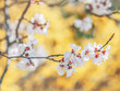 Blooming tree branches with white flowers. Watercolor background. Springtime in Ukraine. White sharp and defocused flowers blooming tree. Springtime.