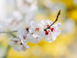 White sharp and defocused flowers blooming tree. Watercolor background. Blooming tree branches with white flowers. Springtime in Ukraine.  Springtime.