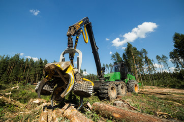 Forest cutting. Timber harvester. Forest cutting with the help of a harvester. Forest cutting with the help of special equipment.