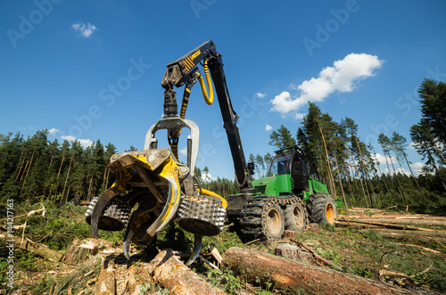 Stampa su Tela  Forest cutting