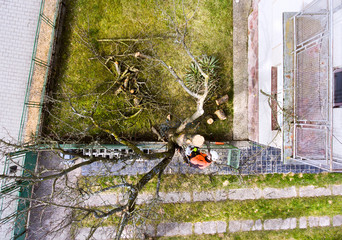 Wall Mural - Lumberjack with chainsaw and harness pruning a tree.