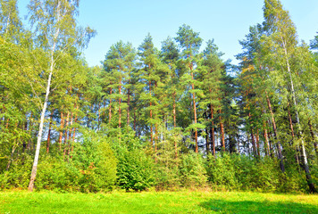 Sticker - Pine forest at summer.