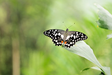Papilio Demoleus. Butterfly Sitting On Leafs. Green Nature Background