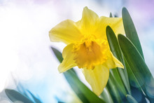 Yellow Flower Of Daffodil With Bokeh Background