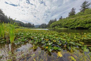 Beautiful blue lake on the background of the Redwood Forest. Scenic landscape. Yurok Loop trail, Redwoods National Park