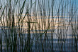 Lake Reeds