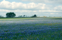 The Landscape With The Field Was Covered With Blue Lupines And Hay Rolls In The Distance. Texas In The Spring