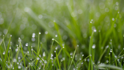 Grass with blurry background II