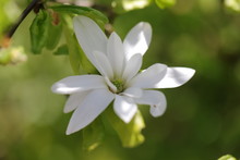 Magnolia Stellata Ou Magnola étoilé