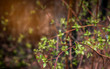 Tree leaves in the background. Blur. Selective focus and shallow depth of field