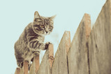 Fototapeta Tulipany - Fluffy gray cat walking on a old wooden fence.