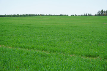 green farm field in spring as agriculture background