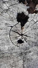 Texture of old tree stump with cracks and hole