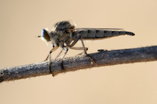 Closeup Of The Nature Of Israel - Asilidae On The Twig