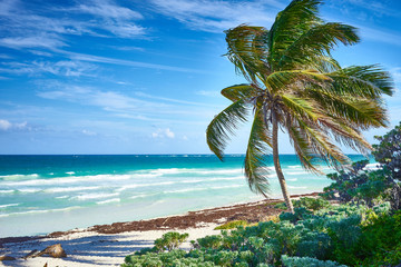 Poster - Untouched paradise under marvelous coconut trees / Tropical beach of Tulum in Mexico