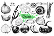 Onion hand drawn graphic set.