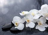 Fototapeta Kwiaty - White orchid and black stones close up.
