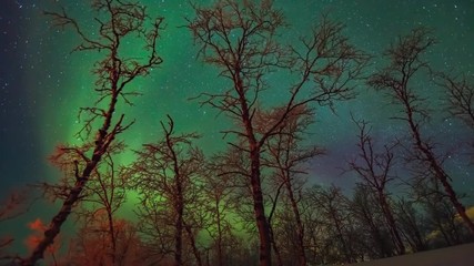 beautiful movement of aurora borealis over trees