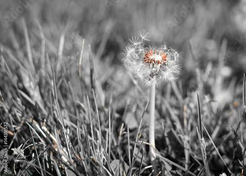 Fototapeta na wymiar Dandelion 