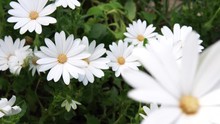 Wild Daisies. Smooth Movement Of Motorized Slider In Double Direction, On Plants With Pretty Daisy Flowers. Shot Close Up.