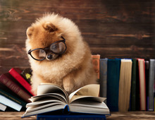 Clever Pomeranian Dog With A Book. A Dog Sheltered In A Blanket With A Book. Serious Dog With Glasses. Dog In A Library