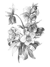 Hellebore Flower Bouquet Pencil Drawing. Old-fashion High Detailed Hand Drawn On A White Background.
