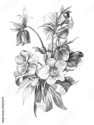 Hellebore Flower Bouquet Pencil Drawing Old Fashion High Detailed