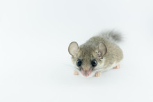 African Pygmy Dormouses Look Straight To Camera On White Background