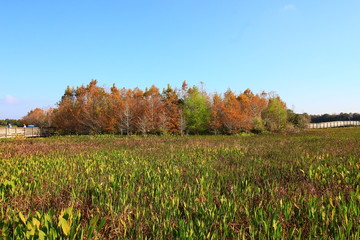 Wetlands