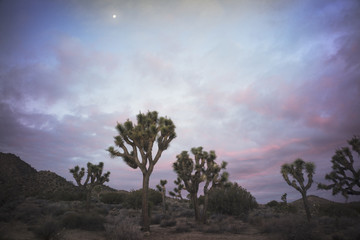 Wall Mural - Joshua tree