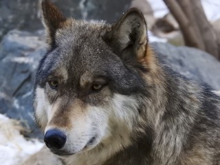 Grey Wolf/Gray Wolf