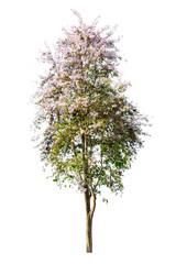 Wall Mural - Tree ( Lagerstroemia speciosa ) isolated on white background