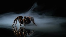 The Huge Tarantula Froze In The Milk Smoke, On The Mirror. Slow Motion