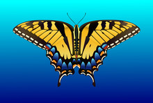 Butterfly Clip Art - Species: Tiger Swallowtail - Vector Image