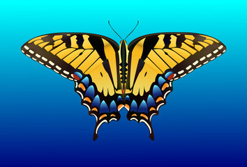 Wall Mural - Butterfly Clip Art - Species: Tiger Swallowtail - Vector Image