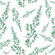 thyme plant seamless pattern