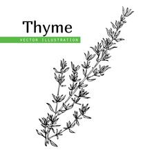 Thyme Free Stock Photo Public Domain Pictures