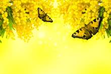 Mimosa Flower With Butterfly On Yellow Background