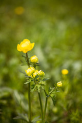 Flowering globeflowers in the spring meadow 2