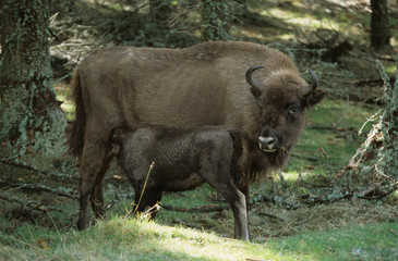 Canvas Print - Bison d'europe / bison bonassus