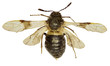 Honeysuckle sawfly Abia on white Background  -  Abia fasciata (Linnaeus, 1758)