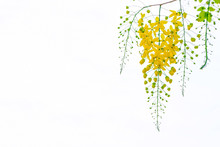 Golden Shower Flowers , Cassia Fistulosa Tree Flowers , Summer Flowers In Songkran, Festival In Thailand