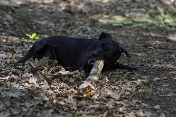 Black dog play and jump