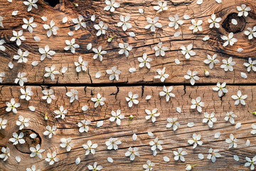 Wall Mural - Spring Flowers on Wood Background