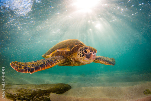 Plakat Zagrożony Hawajski żółw morski Rejs po ciepłych wodach Oceanu Spokojnego