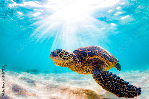 Fotografía Endangered Hawaiian Green Sea Turtle Cruising in the warm waters of the Pacific