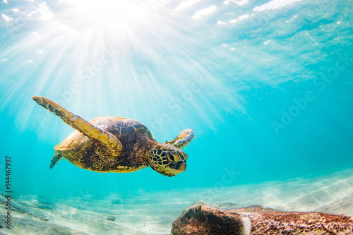 Láminas Endangered Hawaiian Green Sea Turtle Cruising in the warm waters of the Pacific