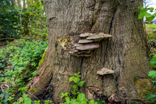 Saucer-shaped Fungus On The Bark Of A Big Tree