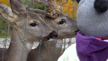 Parent And Child Feeding And Caressing Deer At Zoo Park