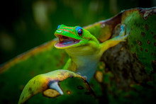 Madagascar Gold-Dusted Green Gecko
